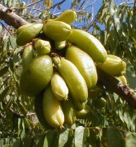 Bilimbi fruit
