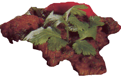 beef in black bean sauce
