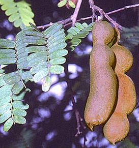 tamarind fruit